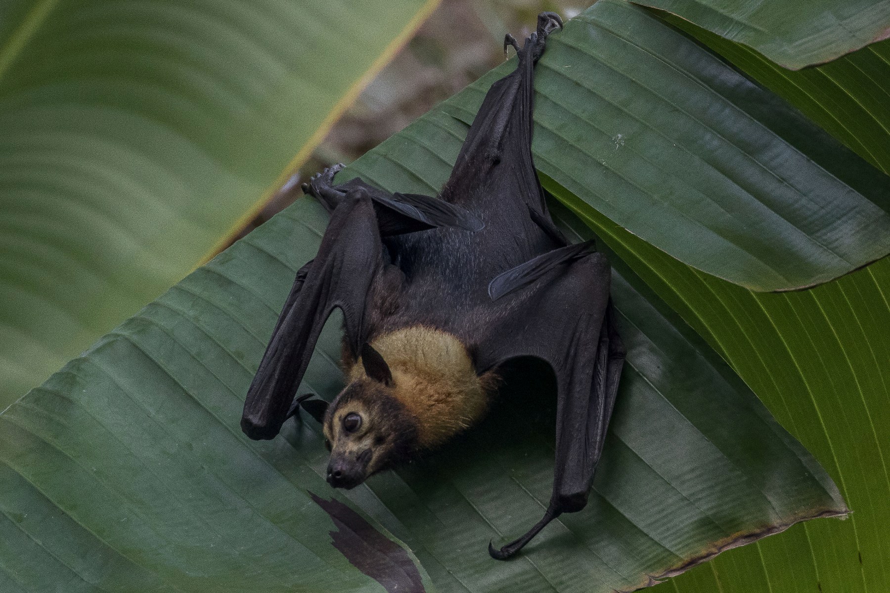 Port Douglas,1917,-.JPG