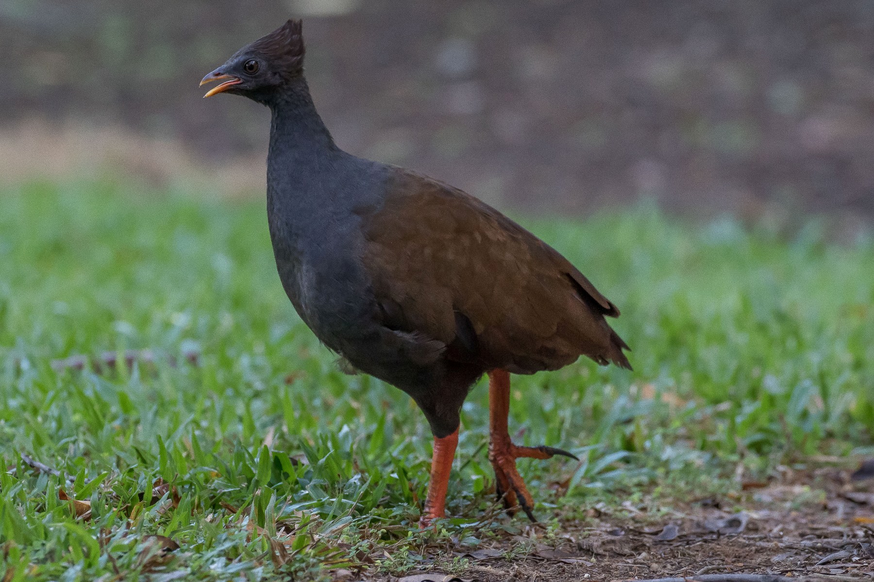 Port Douglas,2102,-.JPG