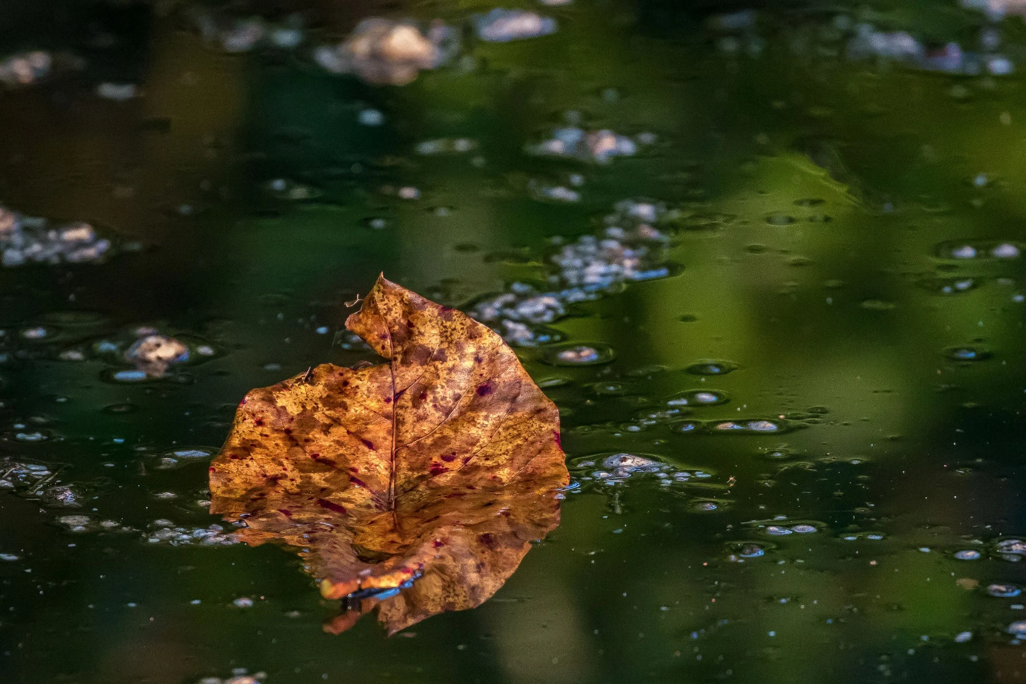 Port Douglas,2238,-.JPG