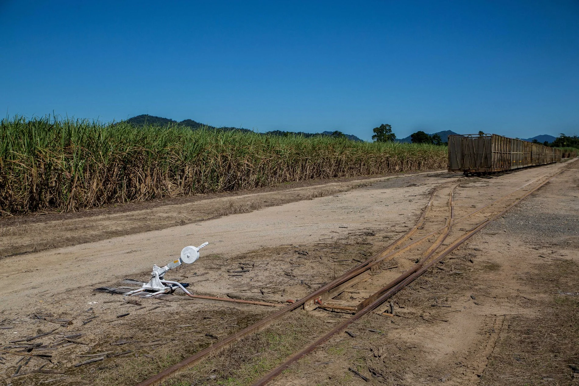 Sugar Cane,832,-.JPG