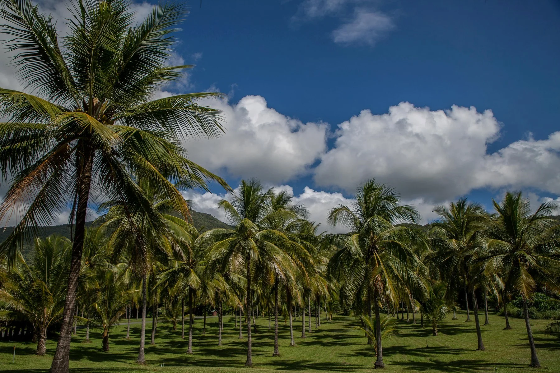 Thala Beach,287,-.JPG