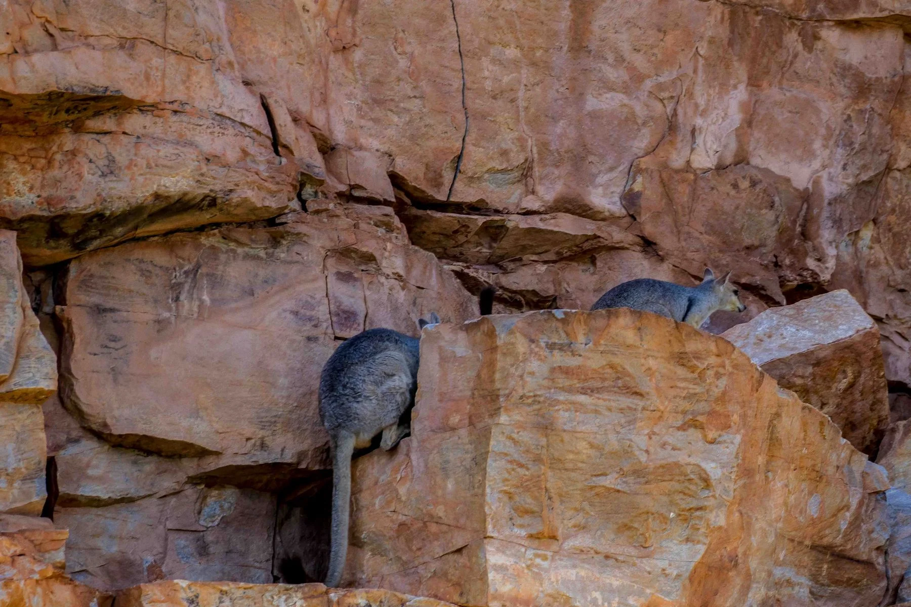 Chamberlain Gorge,Kimberley,703,-.JPG