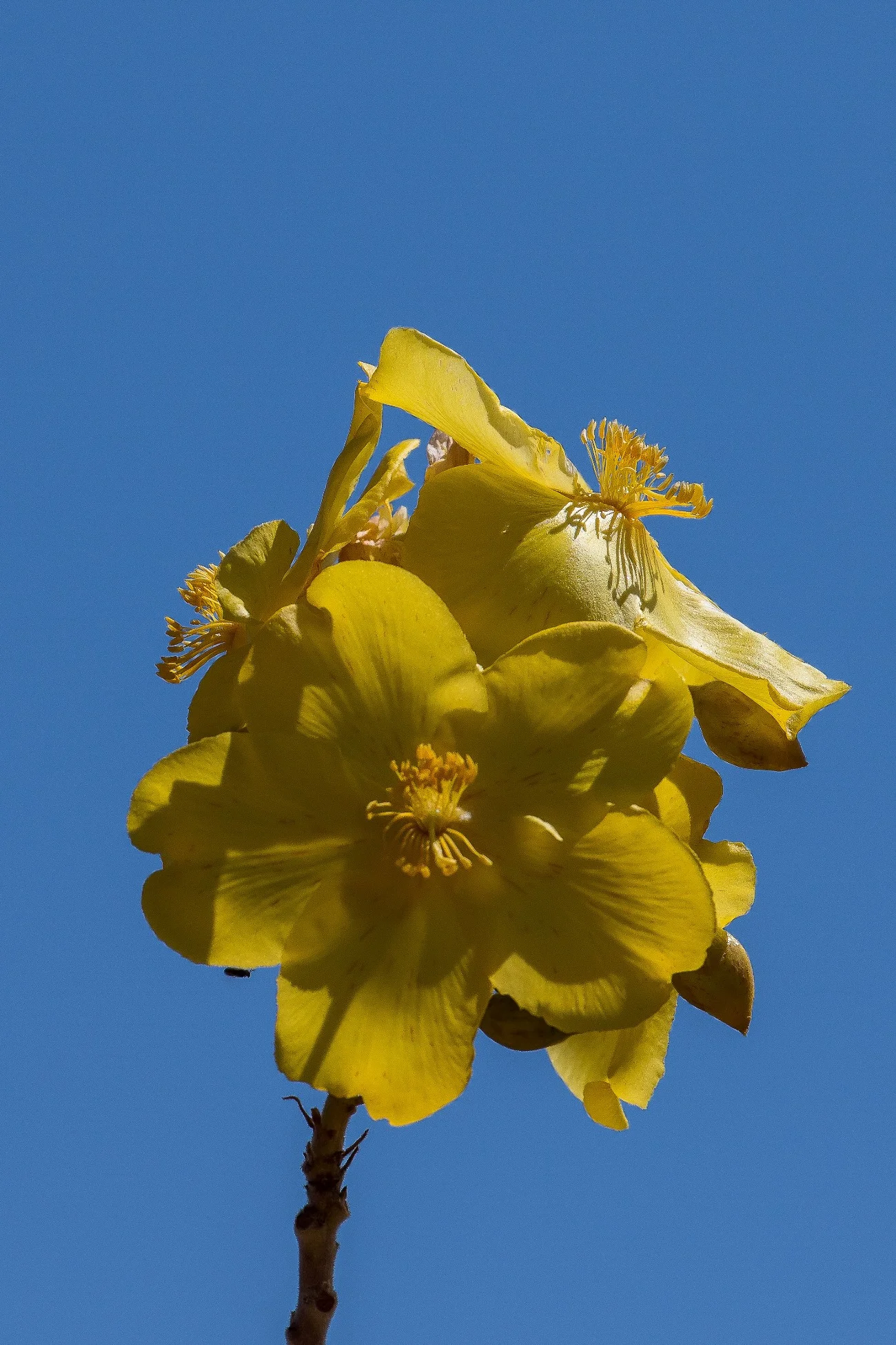 Chamberlain Gorge,Kimberley,735,-.JPG
