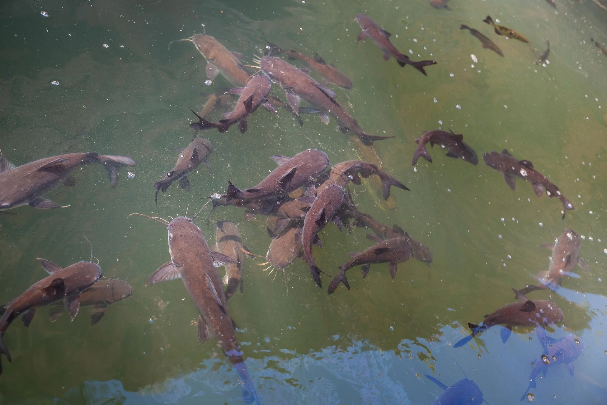 Chamberlain Gorge,Kimberley,749,-.JPG