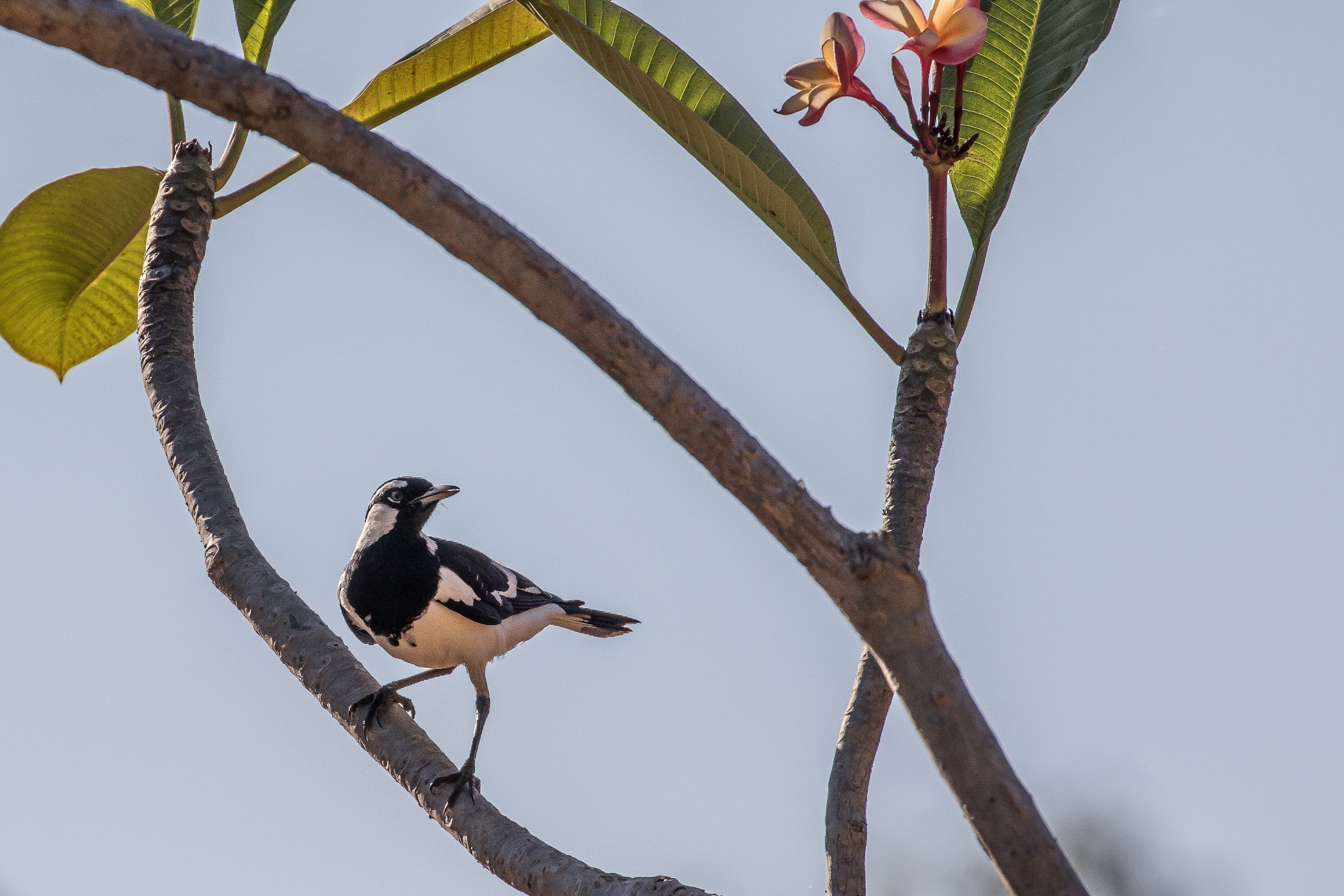 Drysdale Station,Kimberley,862,-.JPG