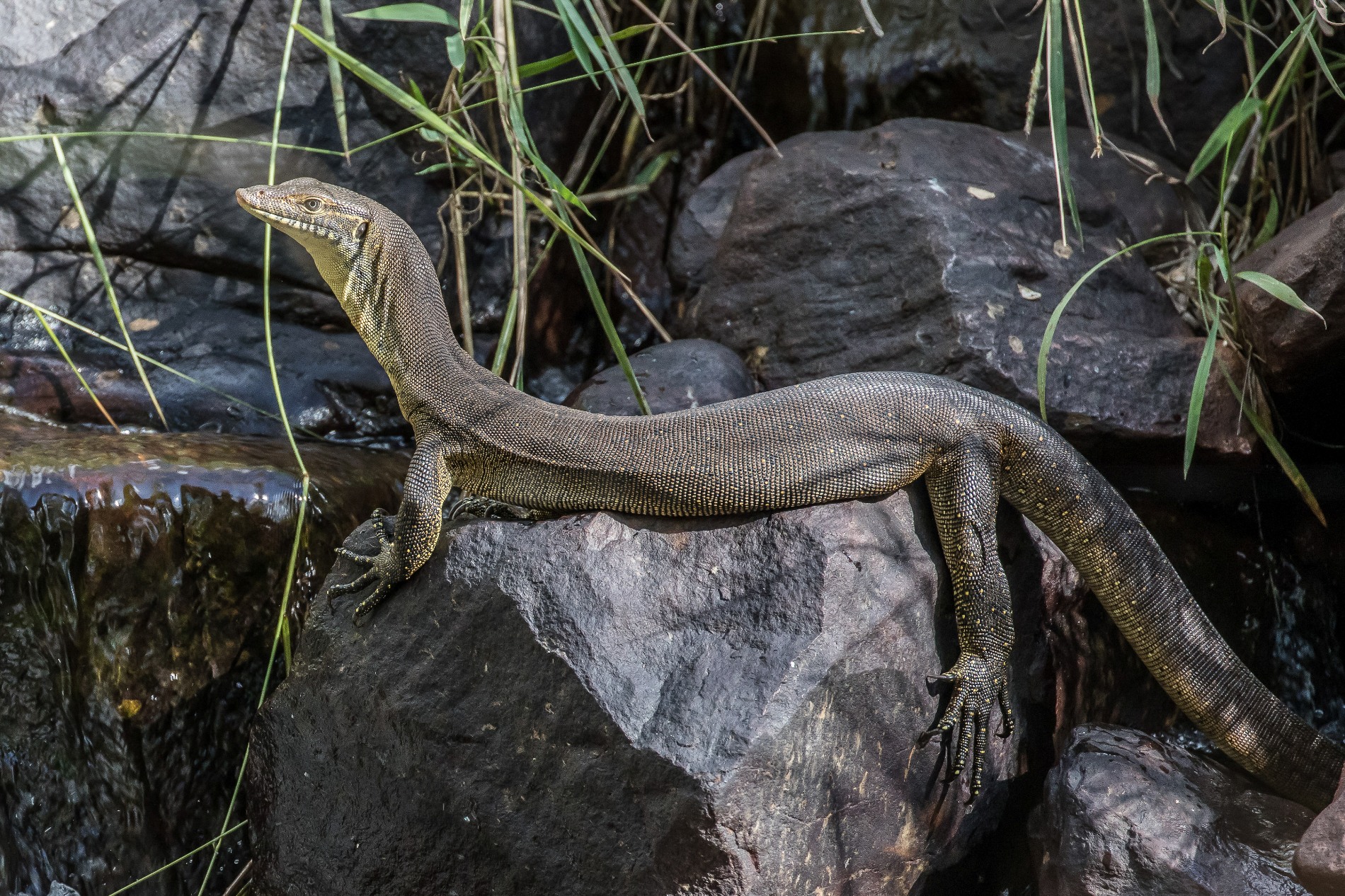 Galvin Gorge,Kimberley,1008,-.JPG