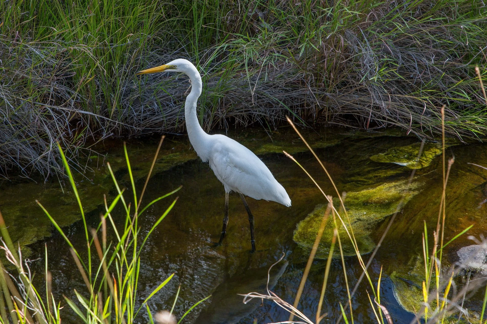 Galvin Gorge,Kimberley,1062,-.JPG
