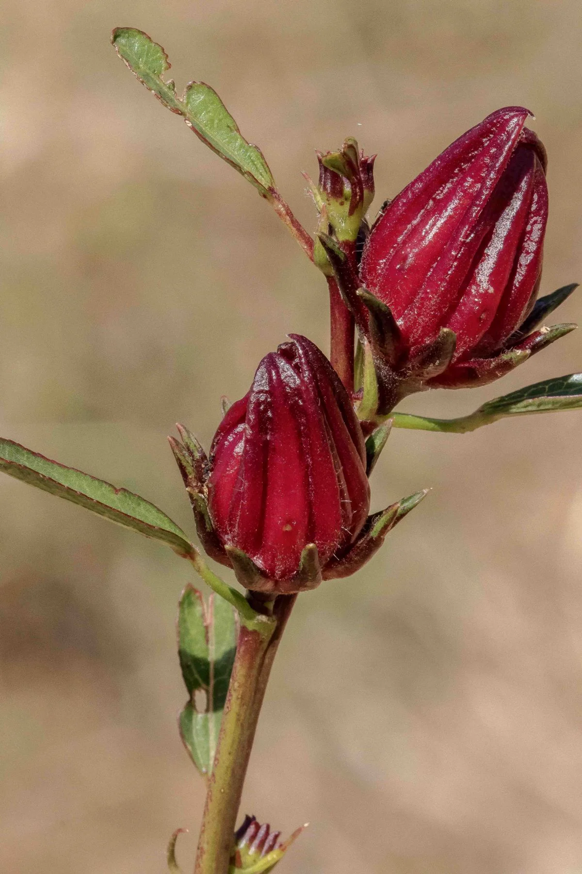 Manning Gorge,Kimberley,902,-.JPG