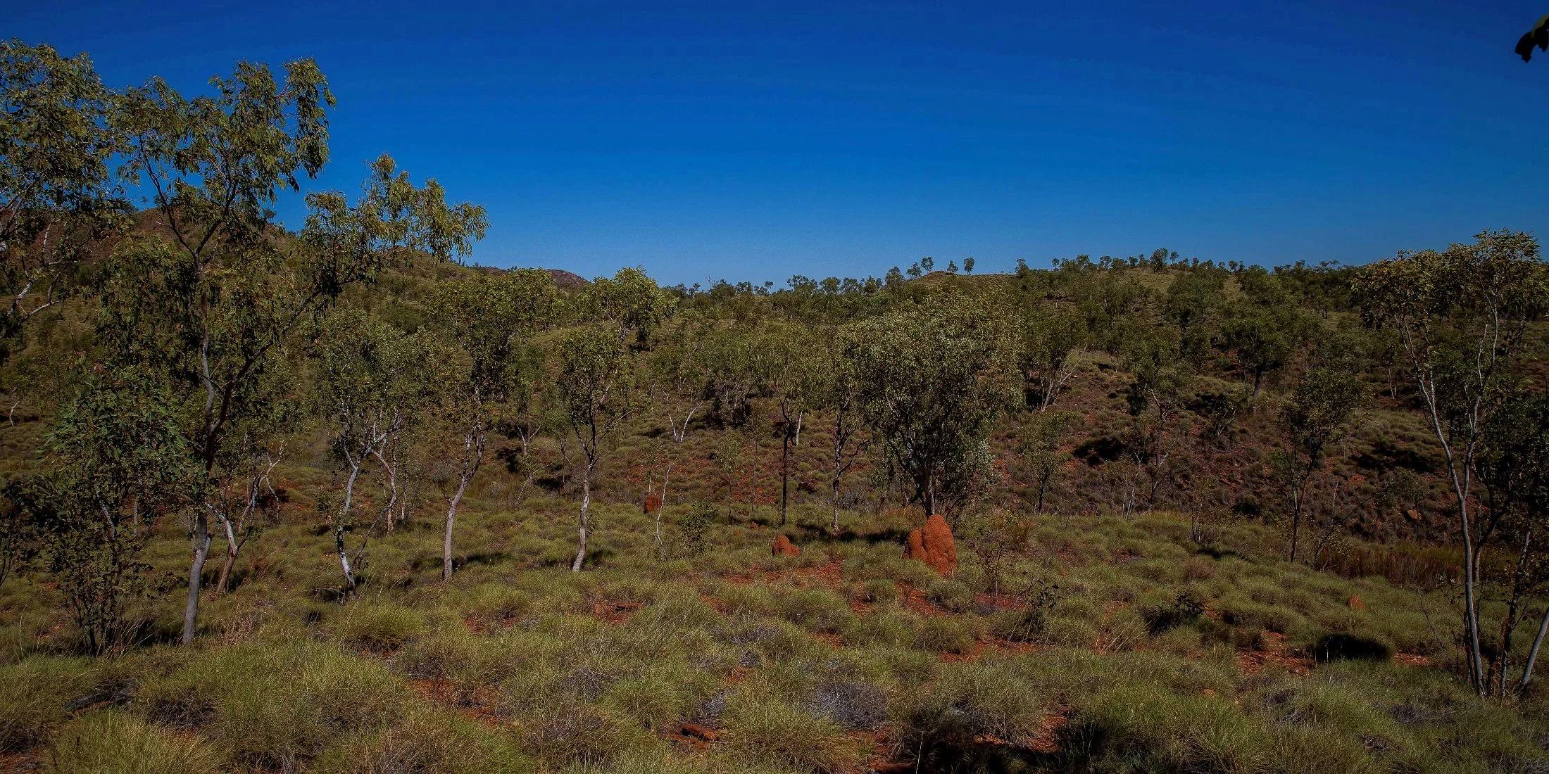 Mabel Downs Station,Kimberley,353,-.JPG