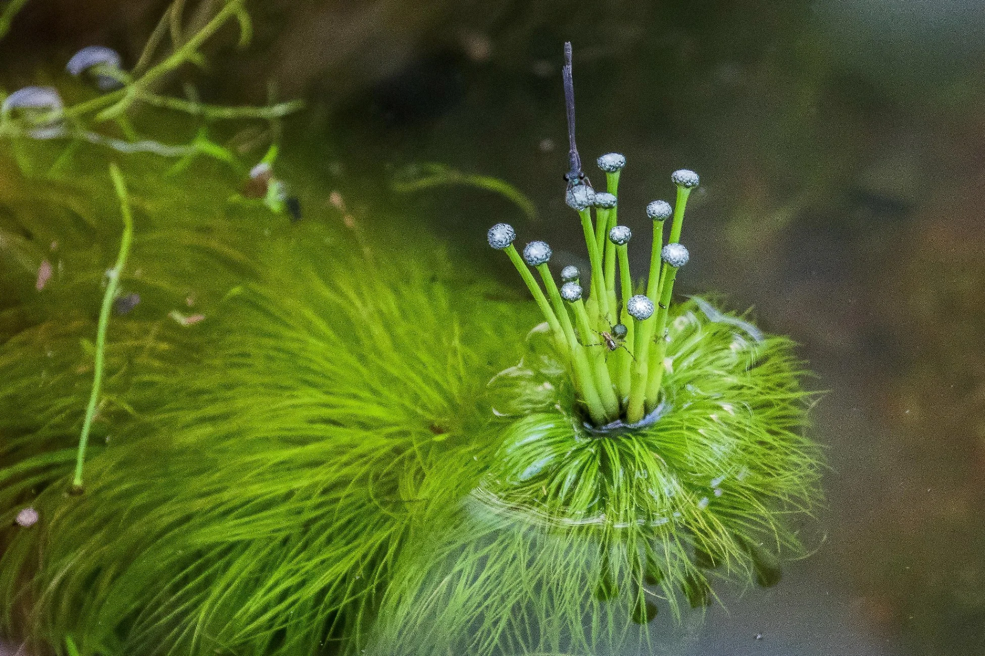 Mitchell Plateau,Kimberley,800,-.JPG