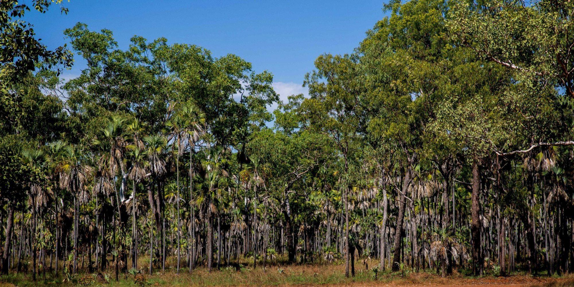 Mitchell Plateau,Kimberley,950,-.JPG
