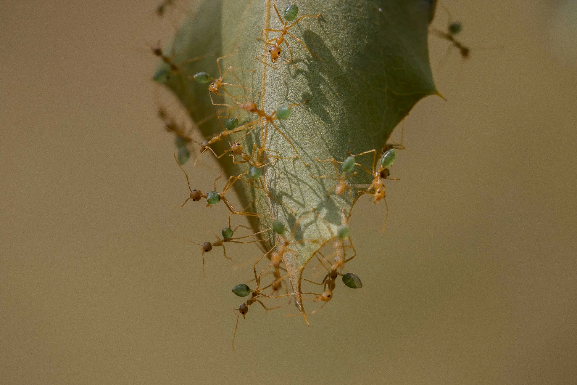 Mitchell Plateau,Numurru,Kimberley,841,-.JPG