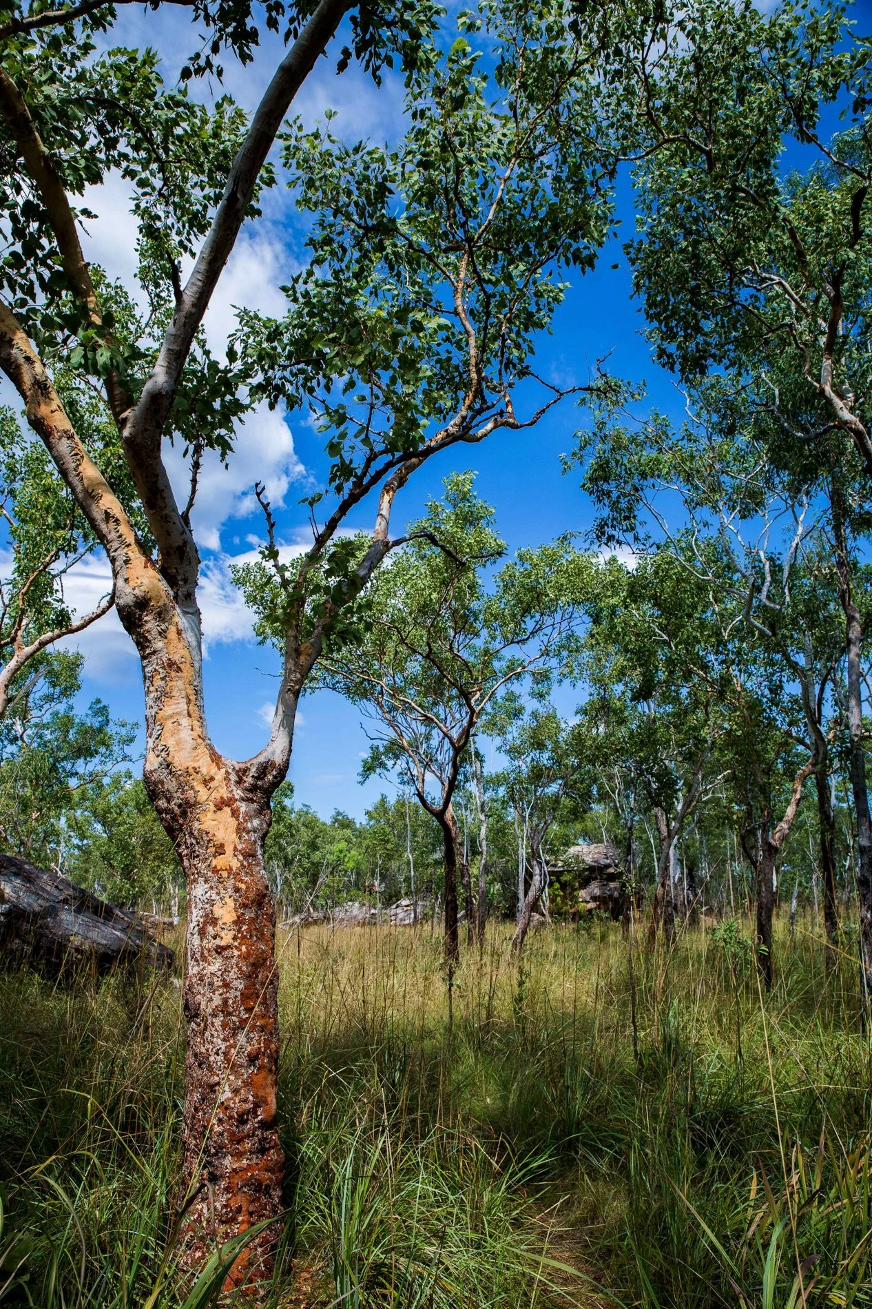Mitchell Plateau,Numurru,Kimberley,974,-.JPG