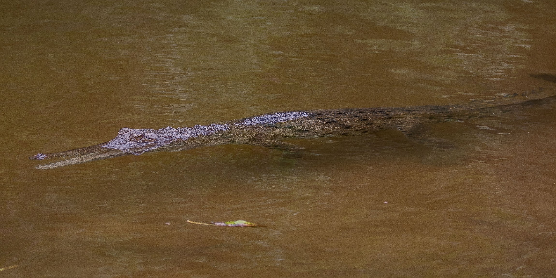 Windjana Gorge,Kimberley,1201,-.JPG
