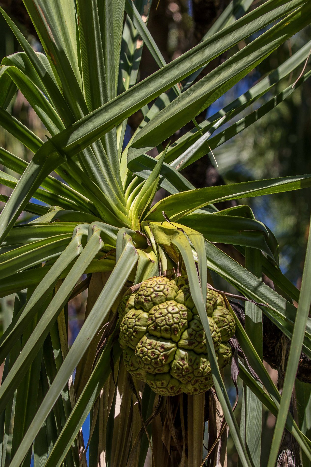 Zebedee Hot Pools,Kimberley,741,-.JPG