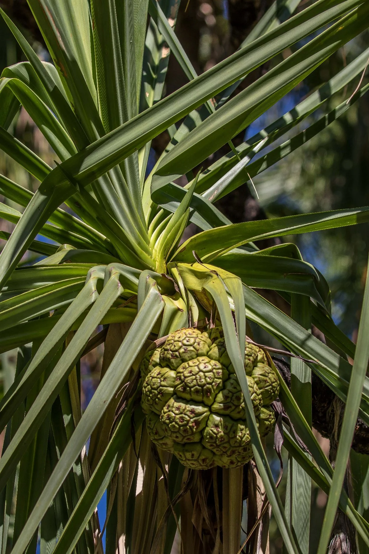 Zebedee Hot Pools,Kimberley,741,-.JPG
