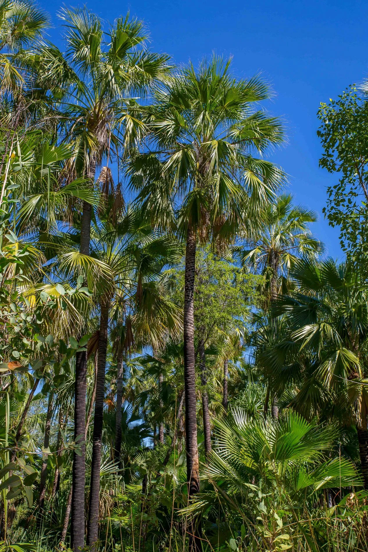 Zebedee Hot Pools,Kimberley,766,-.JPG