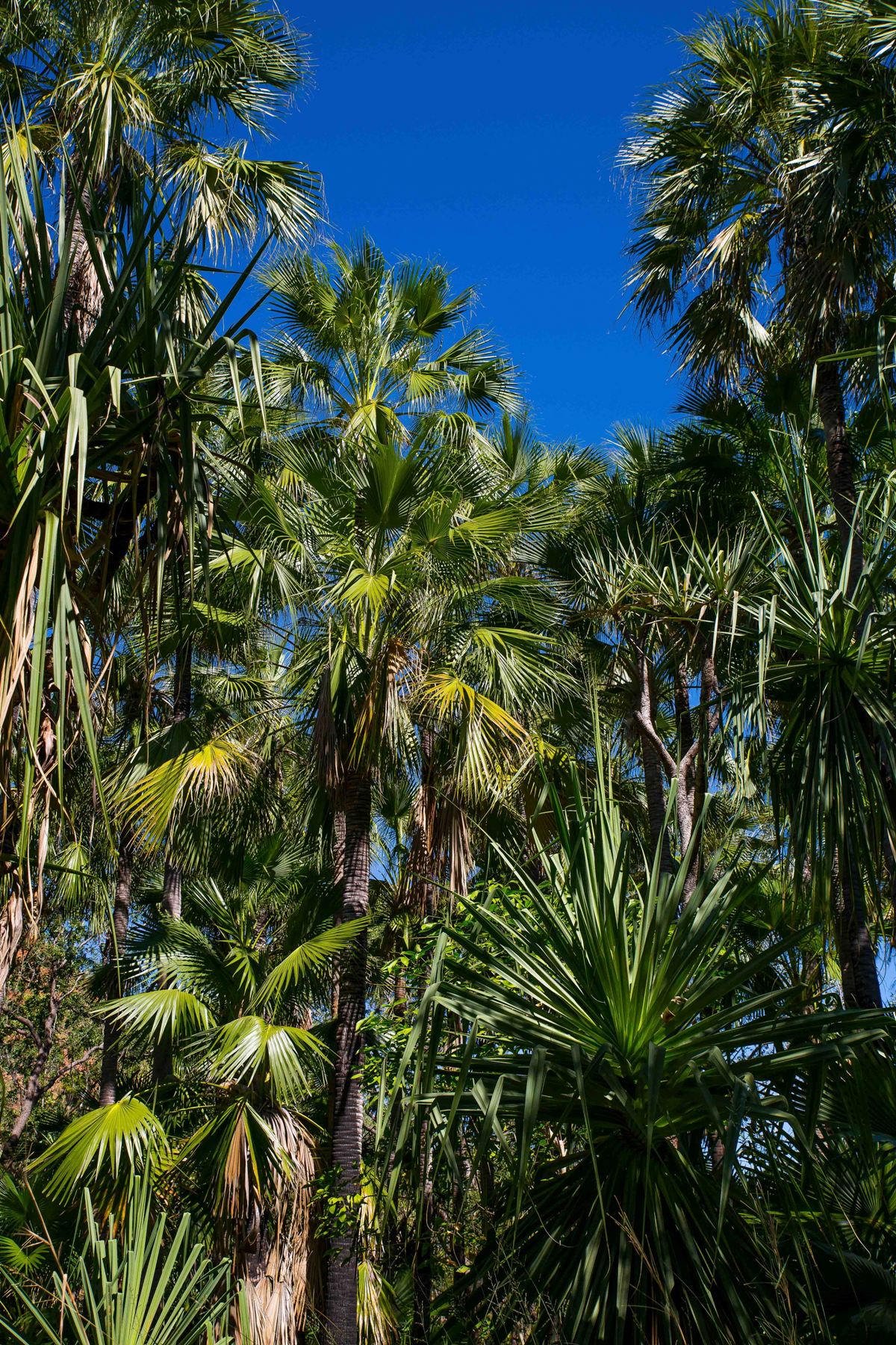 Zebedee Hot Pools,Kimberley,767,-.JPG