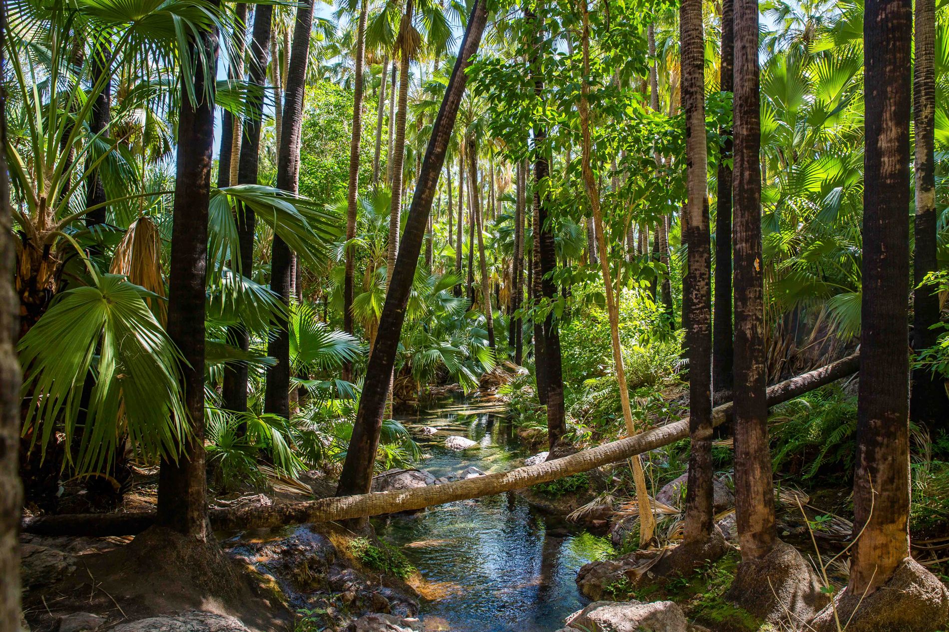 Zebedee Hot Pools,Kimberley,773,-.JPG