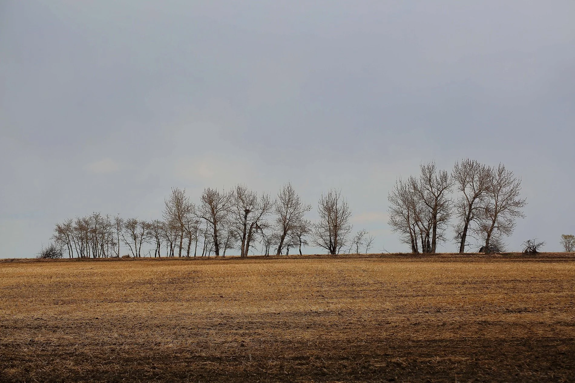 Alberta,657,-.JPG
