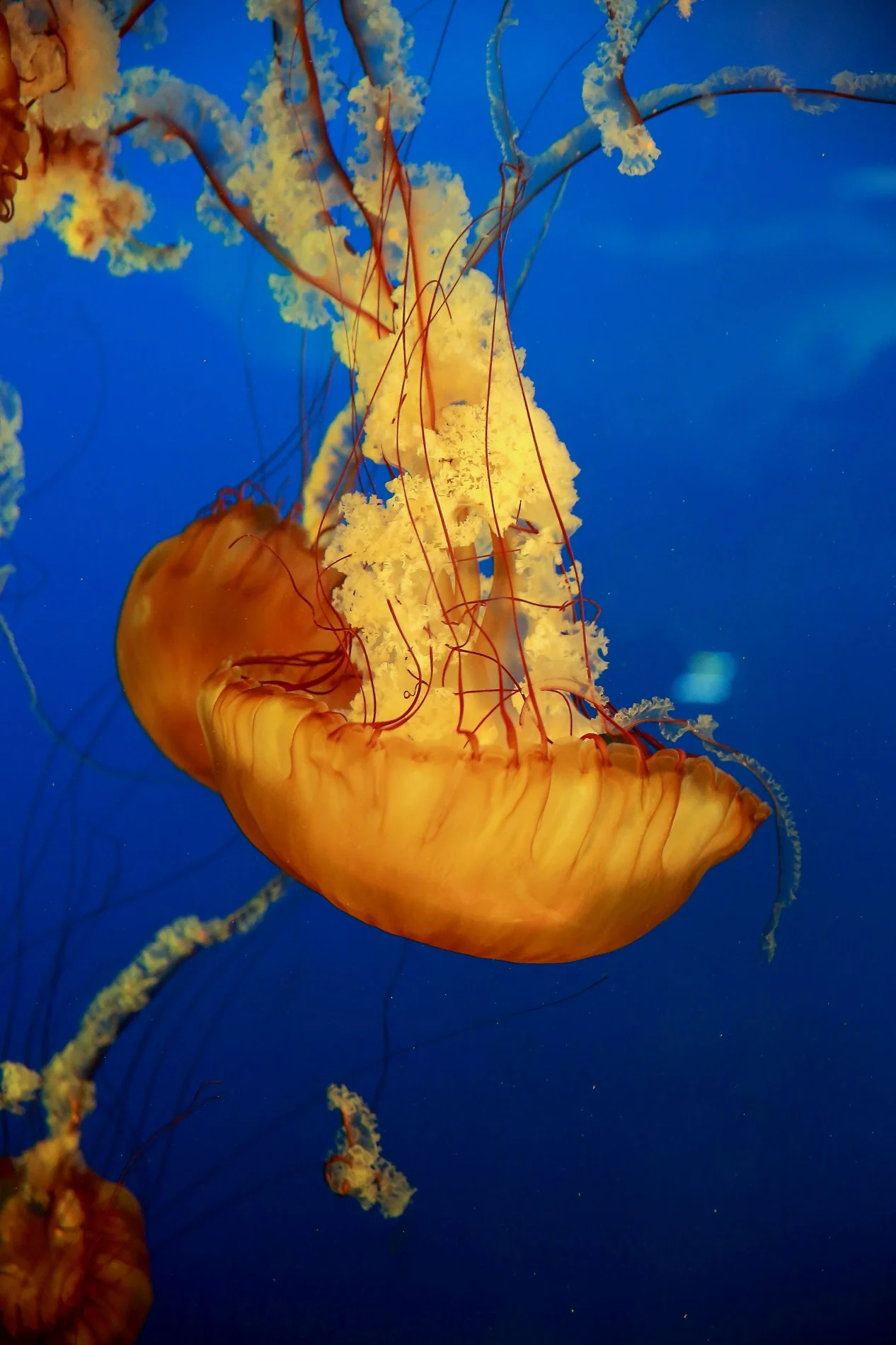 Vancouver Aquarium,085,-.JPG