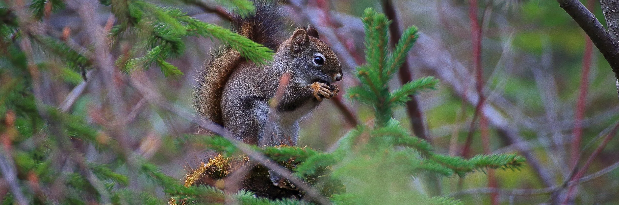 Squirrel,466,-.JPG