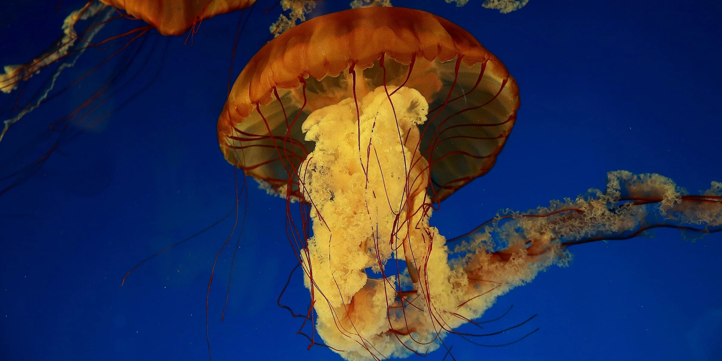 Vancouver Aquarium,087,-.JPG