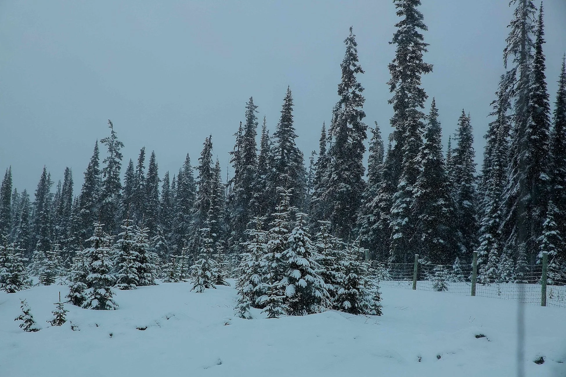 Canadian Rockies,132,-.JPG