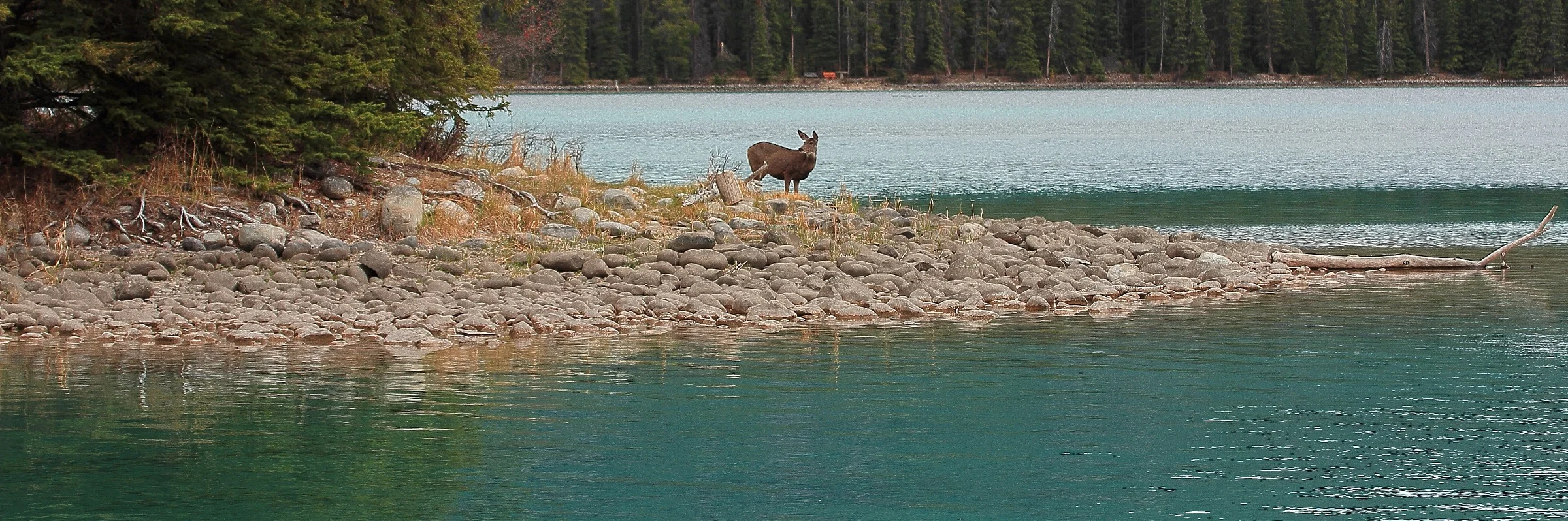 Canadian Rockies,Lake Edith,070,-.JPG