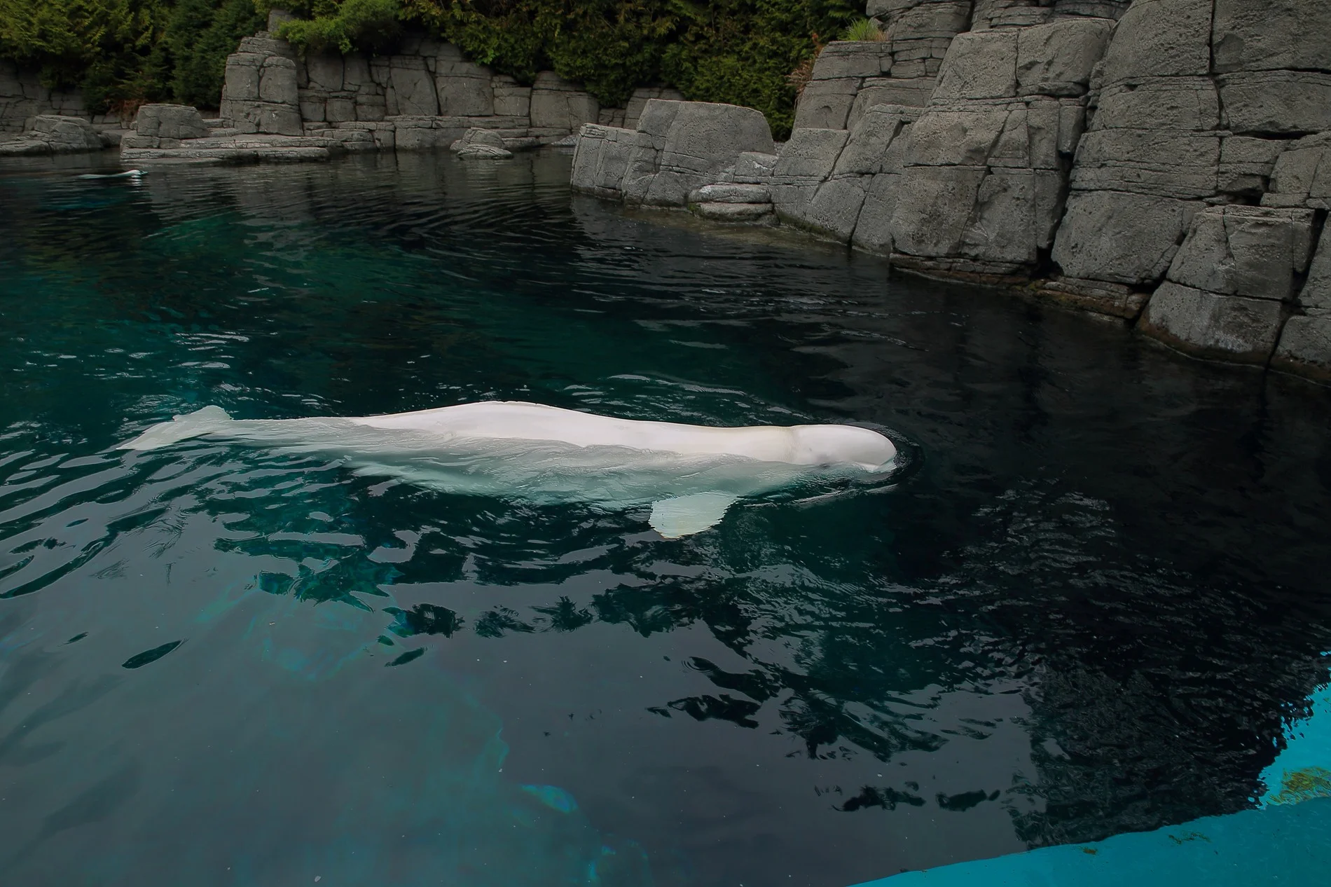 Canada,Beluga Whale,070-.JPG
