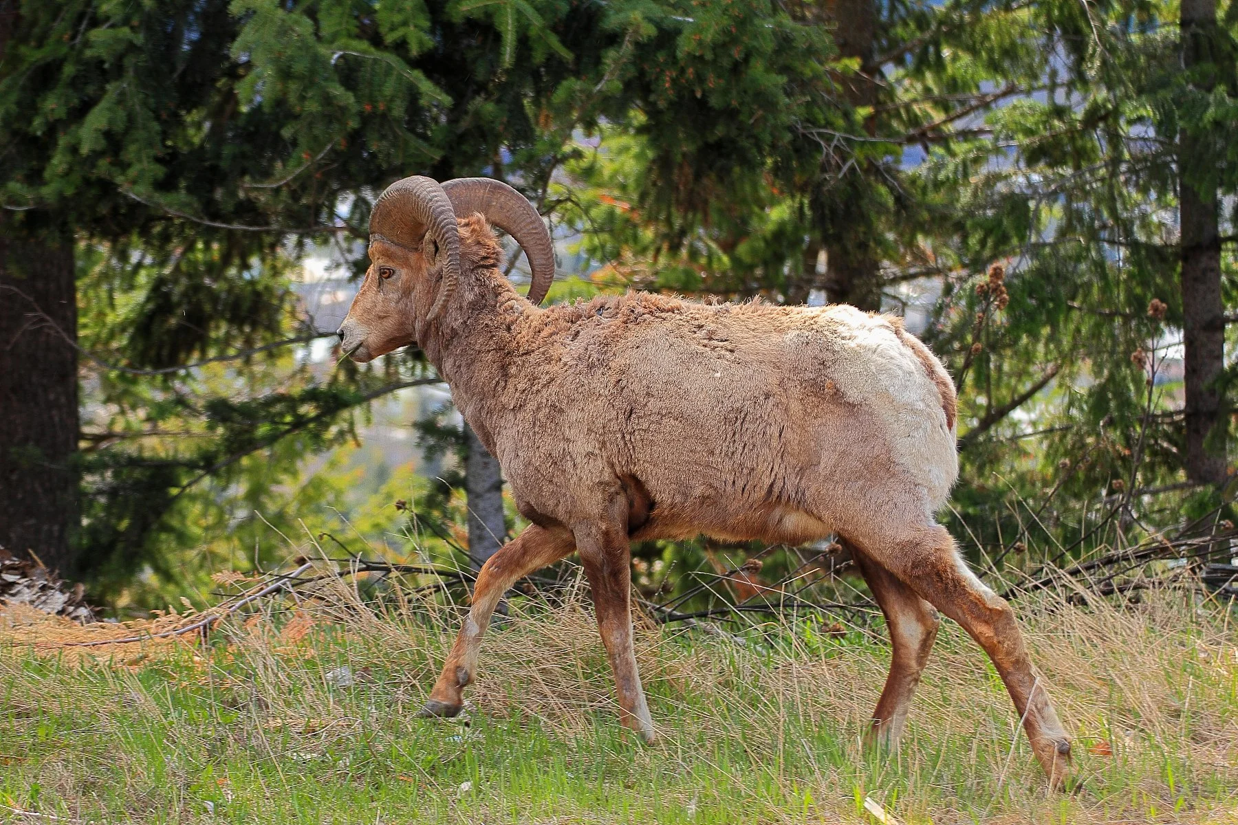 Canada,Bighorn Sheep,130,-.JPG