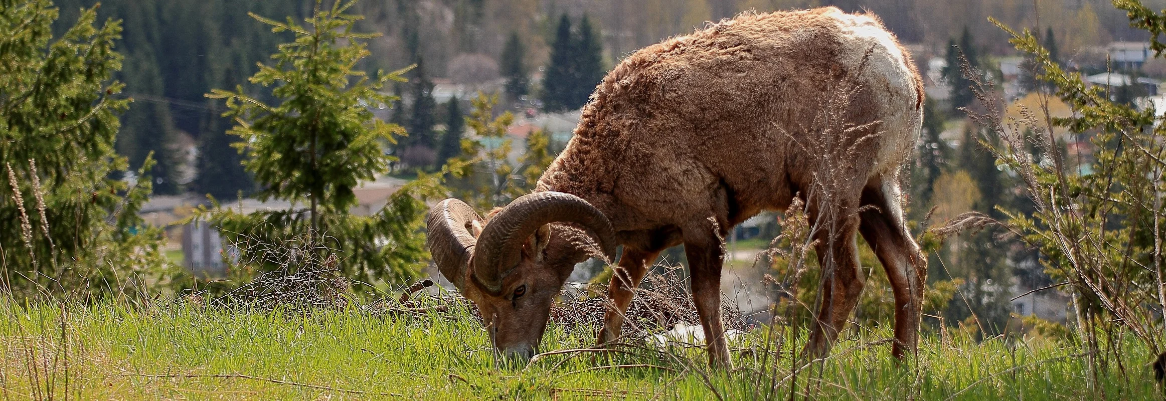 Canada,Bighorn Sheep,133,-.JPG