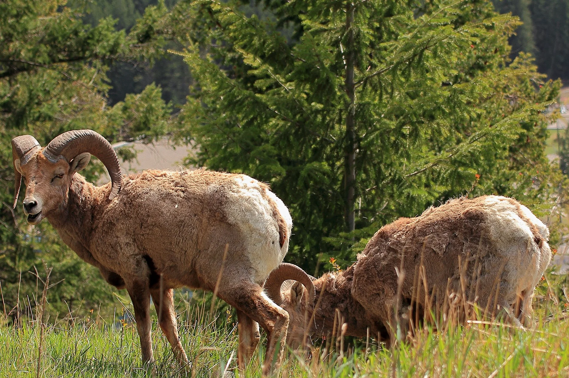 Canada,Bighorn Sheep,139,-.JPG