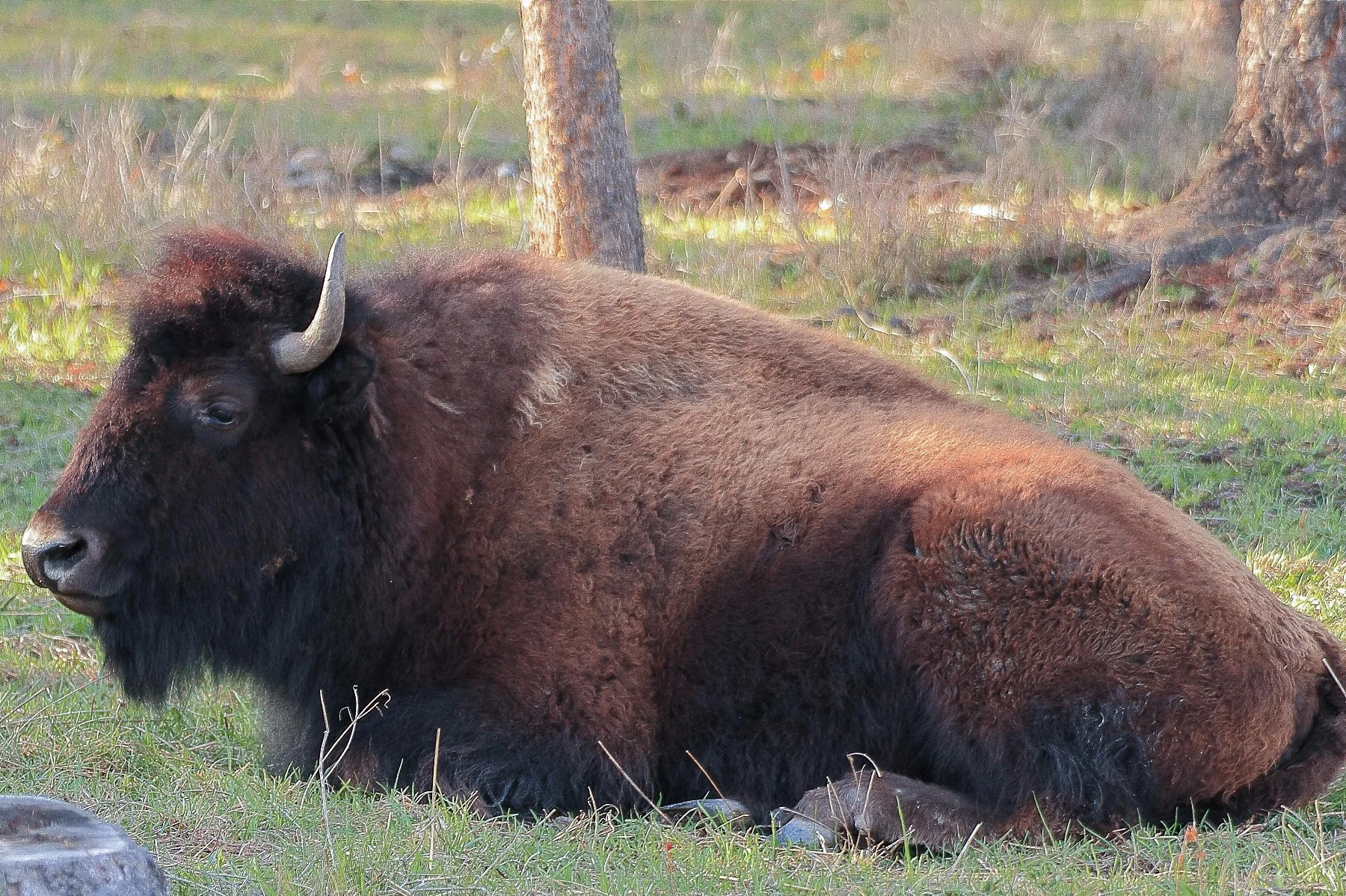 Canada,Bison,151,-.JPG