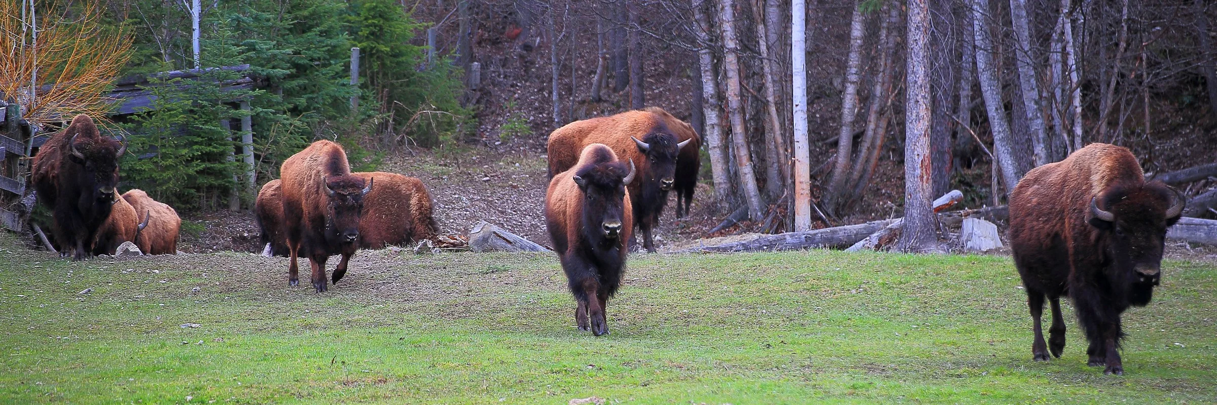 Canada,Bison,320,-.JPG