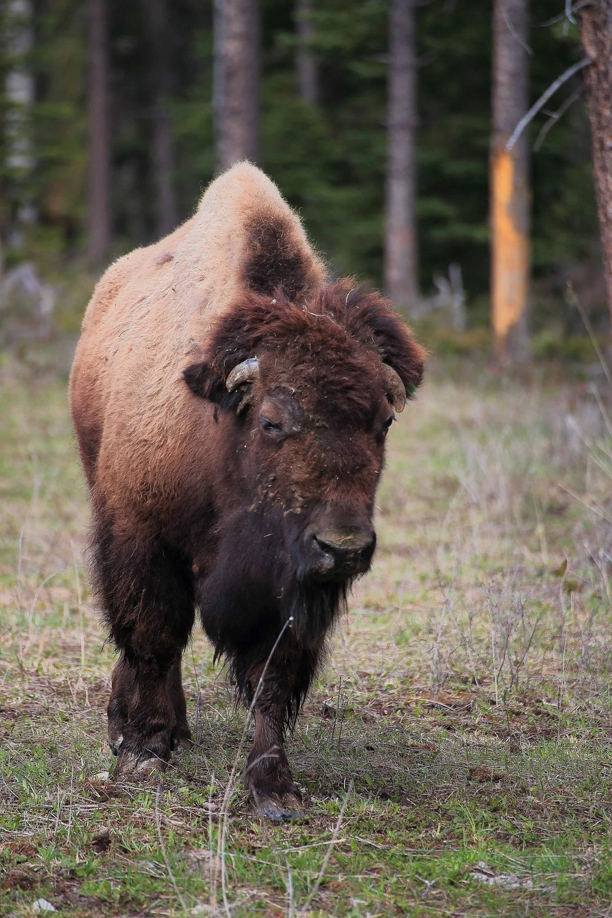 Canada,Bison,324,-.JPG