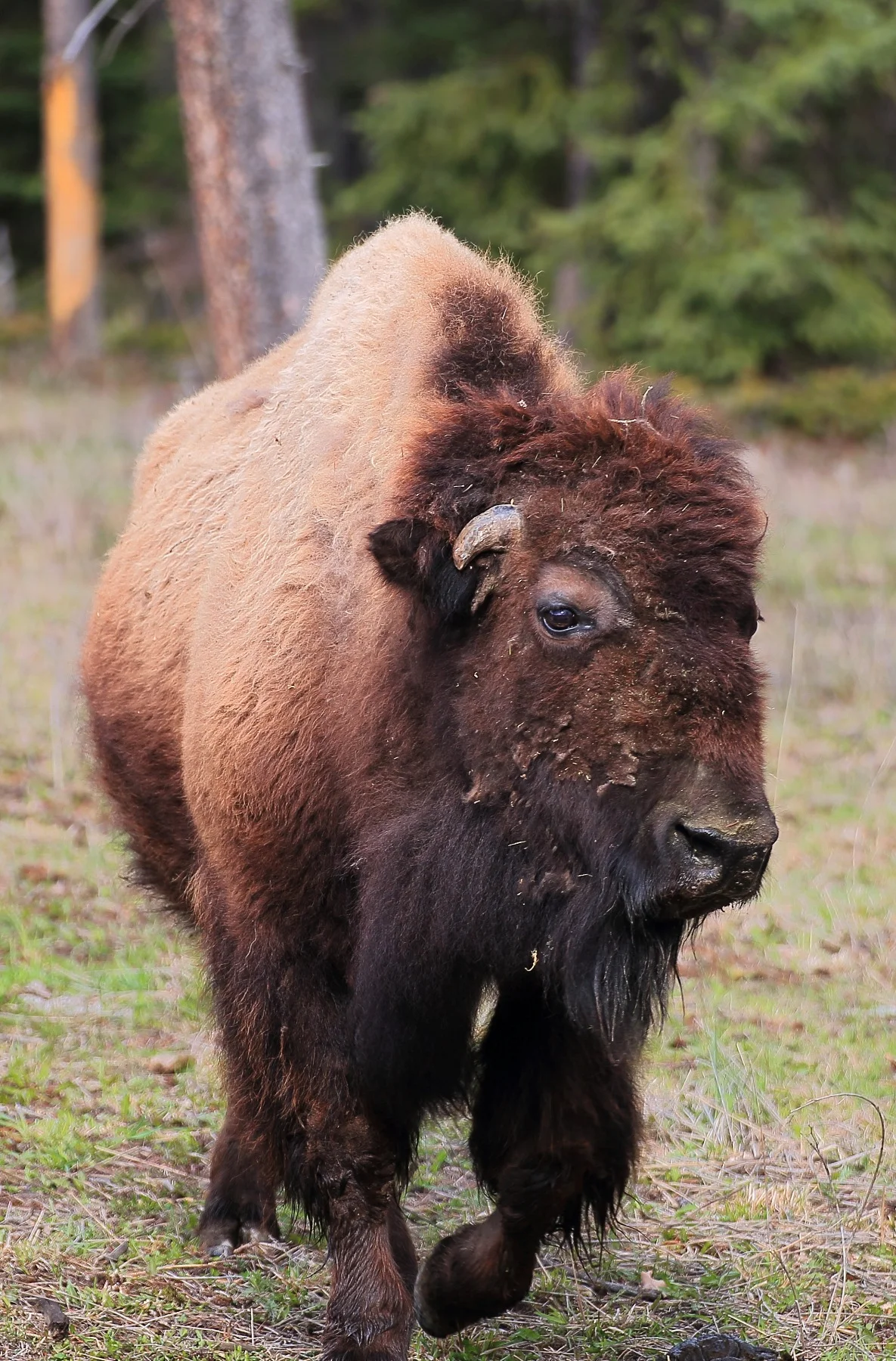 Canada,Bison,326,-.JPG