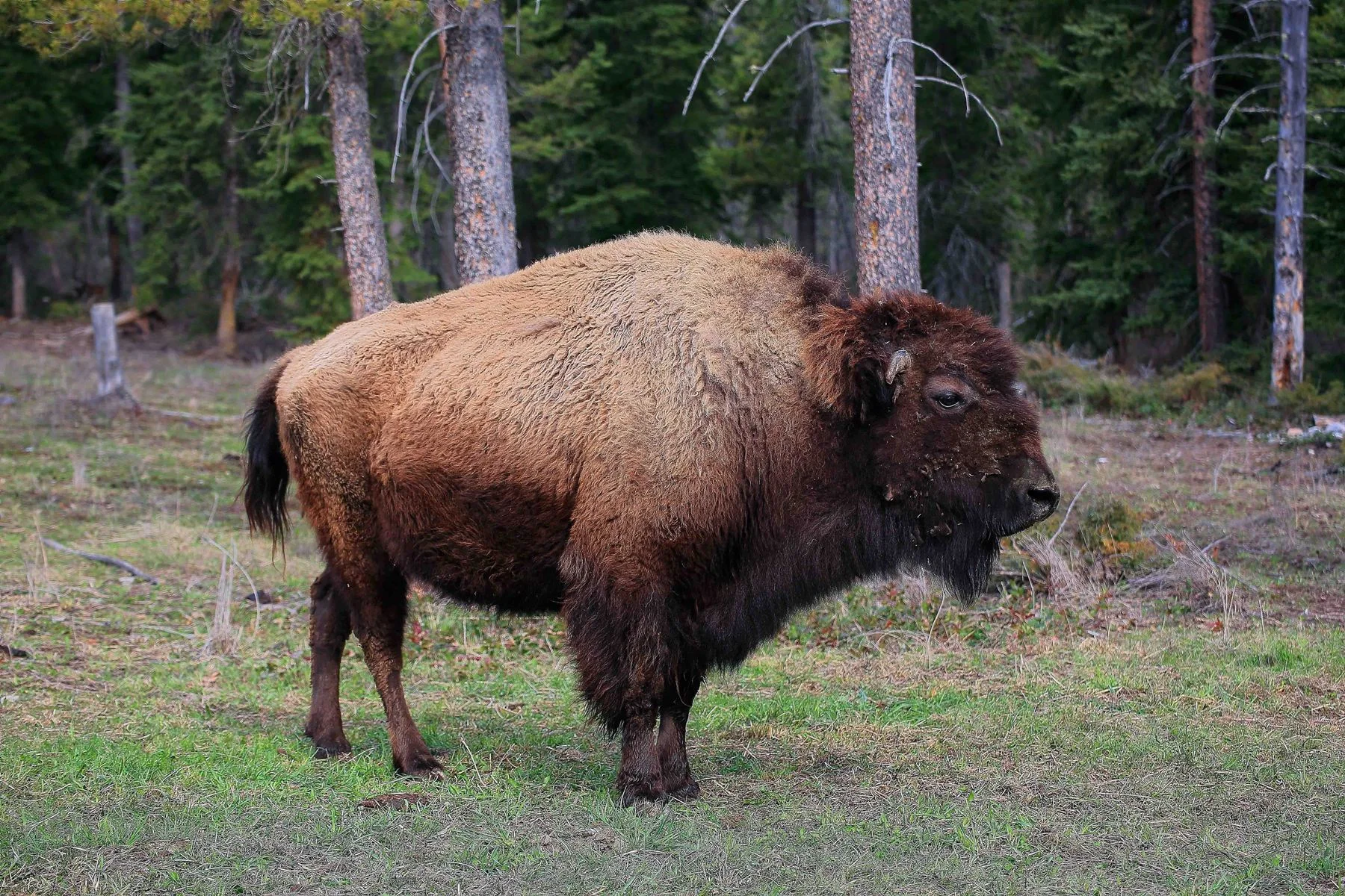 Canada,Bison,328,-.JPG