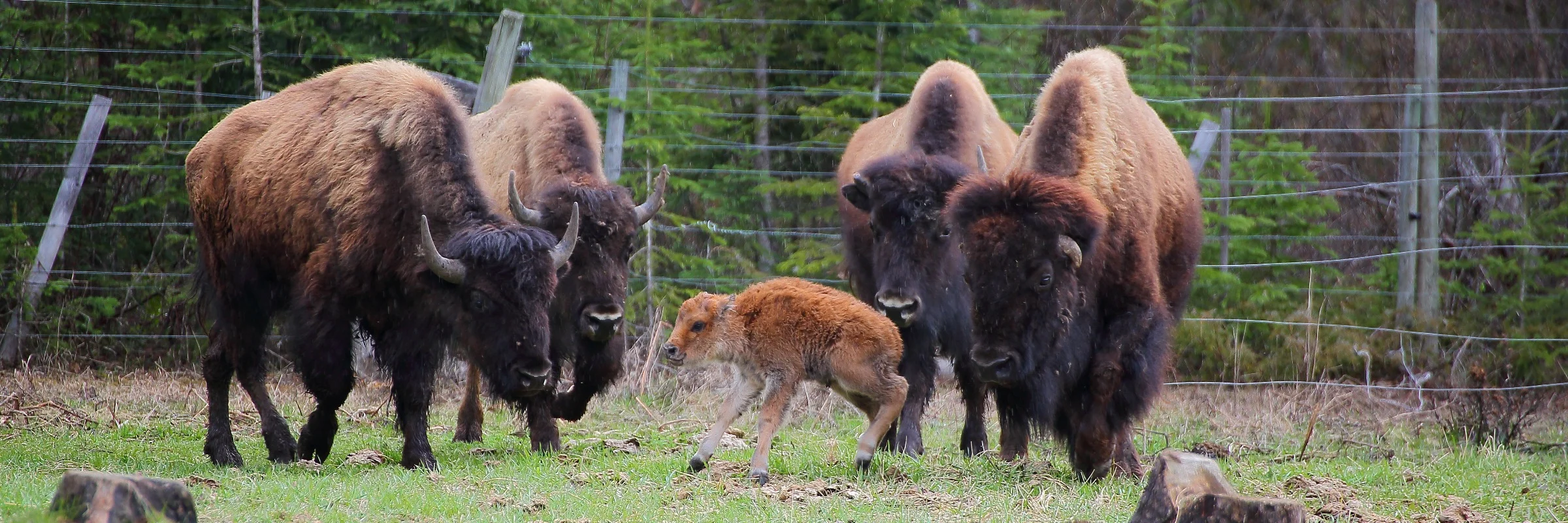 Canada,Bison,589,-.JPG