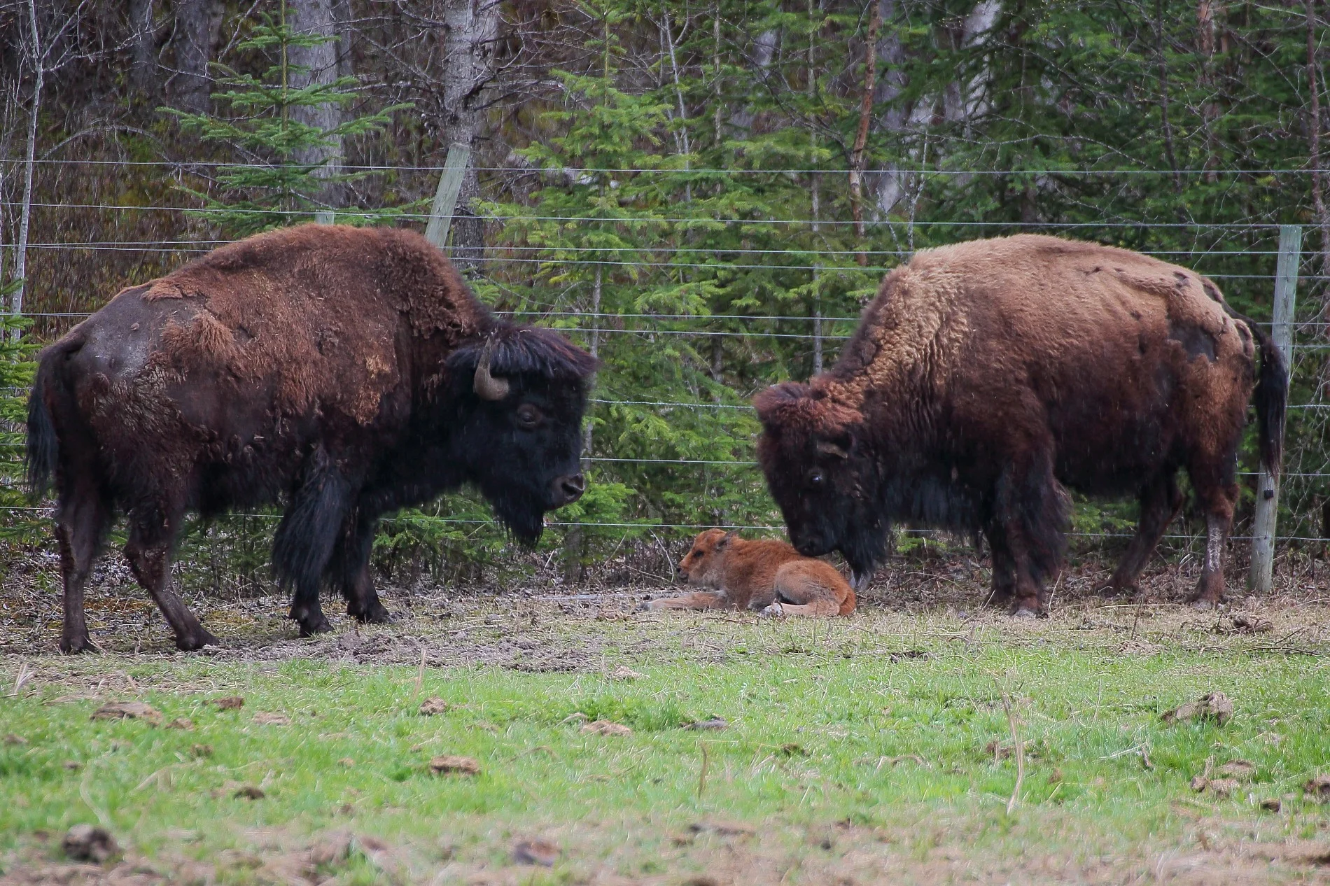 Canada,Bison,578,-.JPG