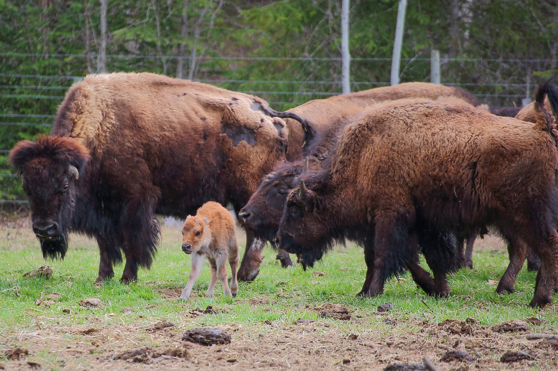 Canada,Bison,598,-.JPG