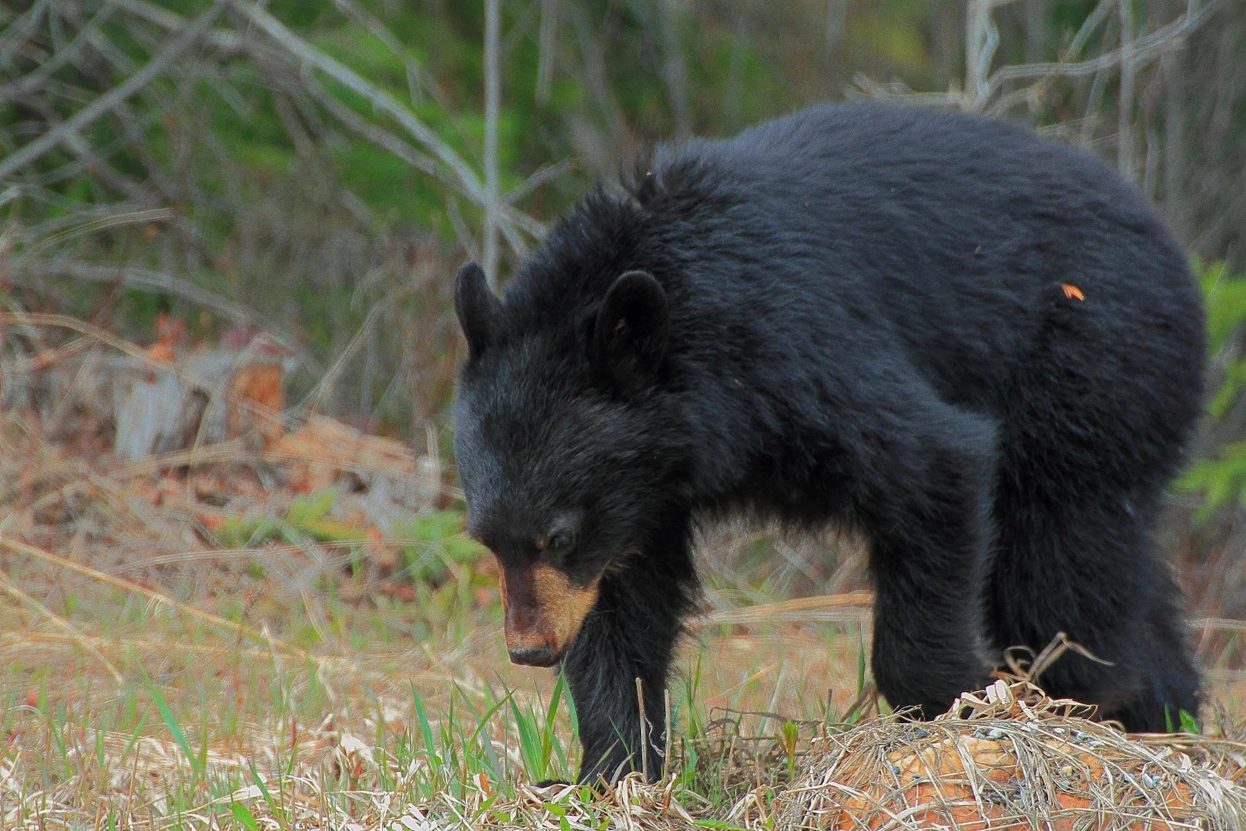 Canada,Black Bear,335,-.JPG