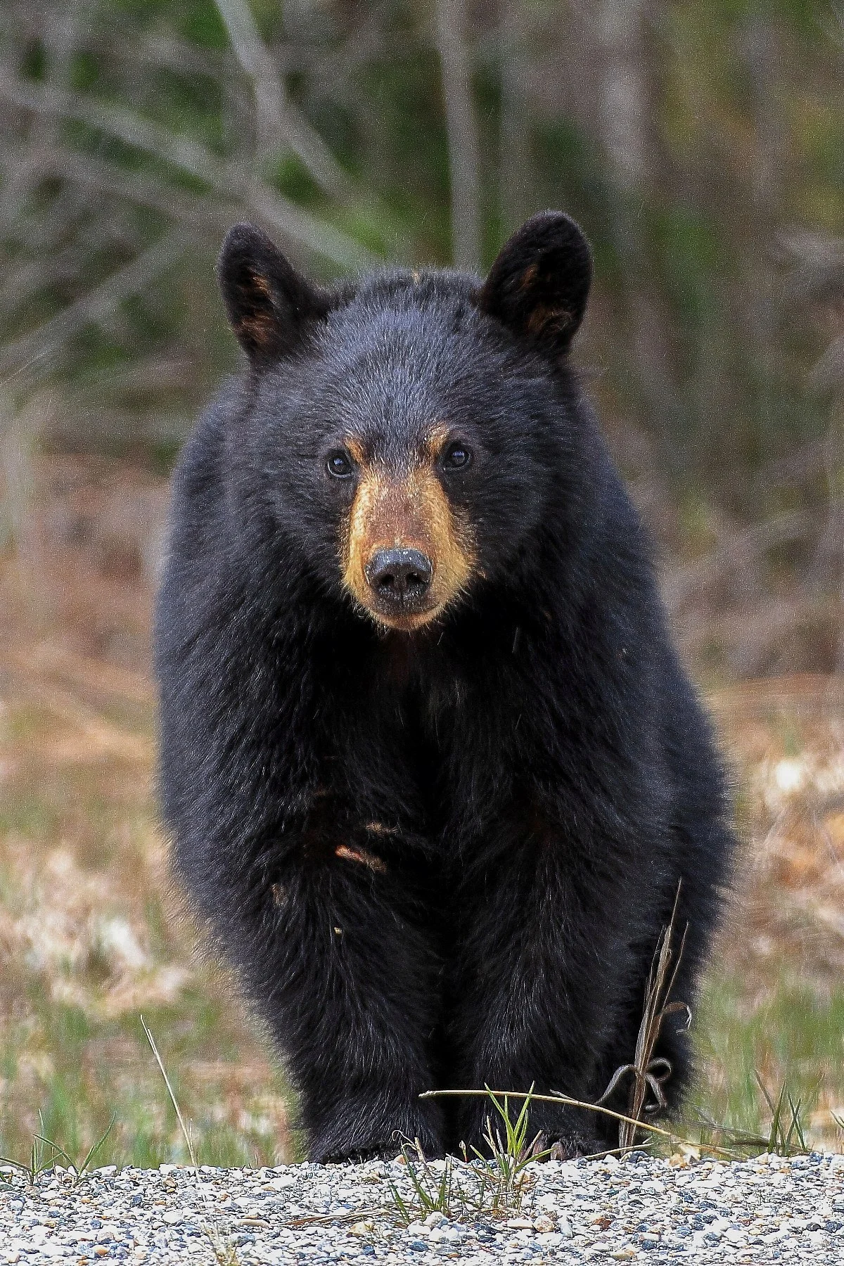 Canada,Black Bear,343,-.JPG