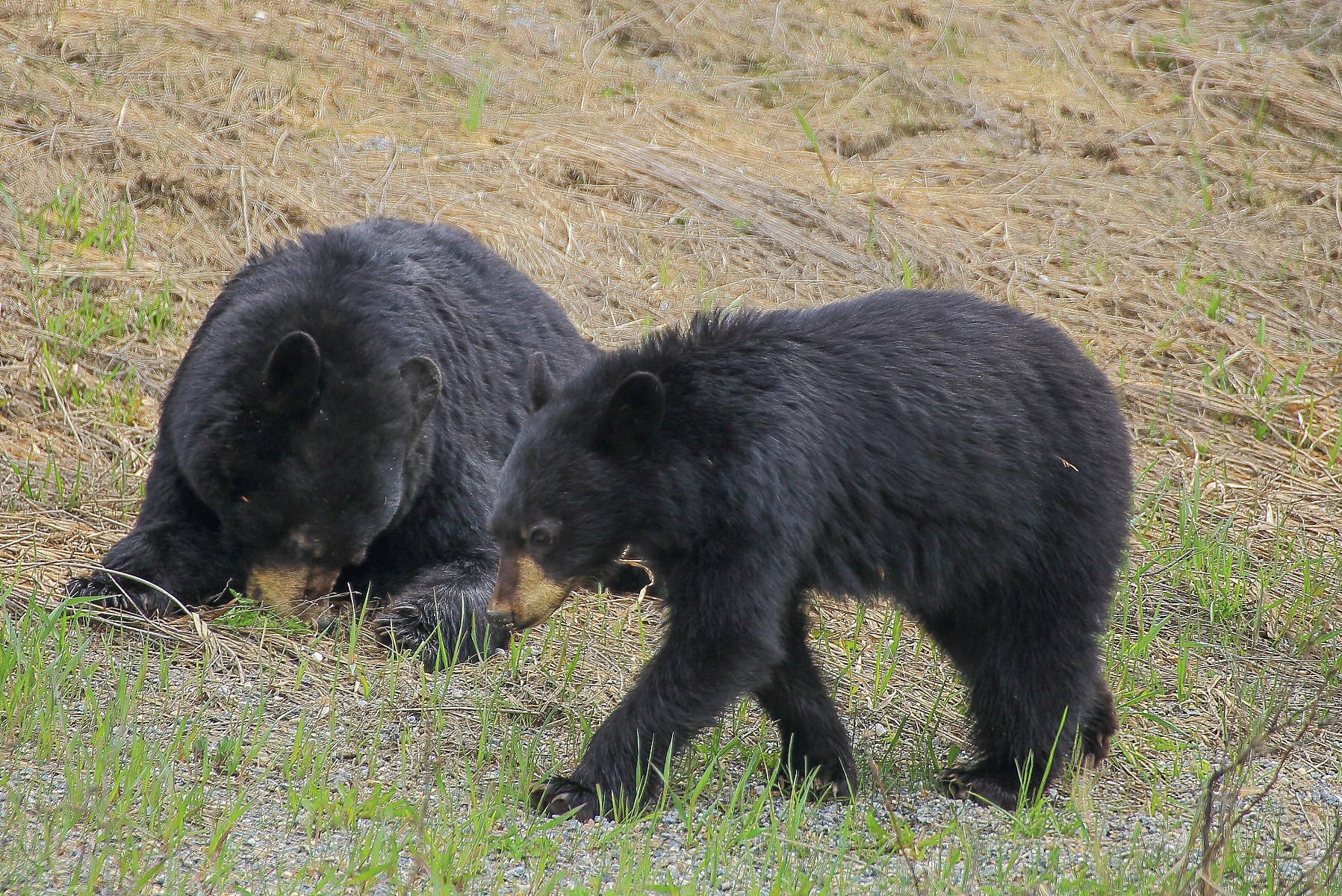 Canada,Black Bear,531,-.JPG