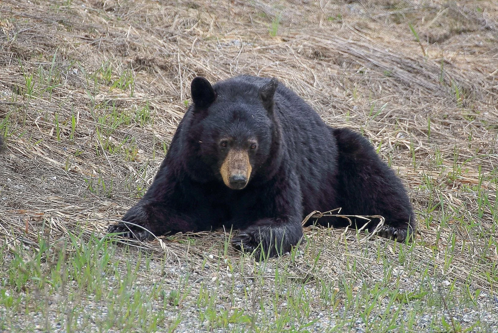 Canada,Black Bear,532,-.JPG