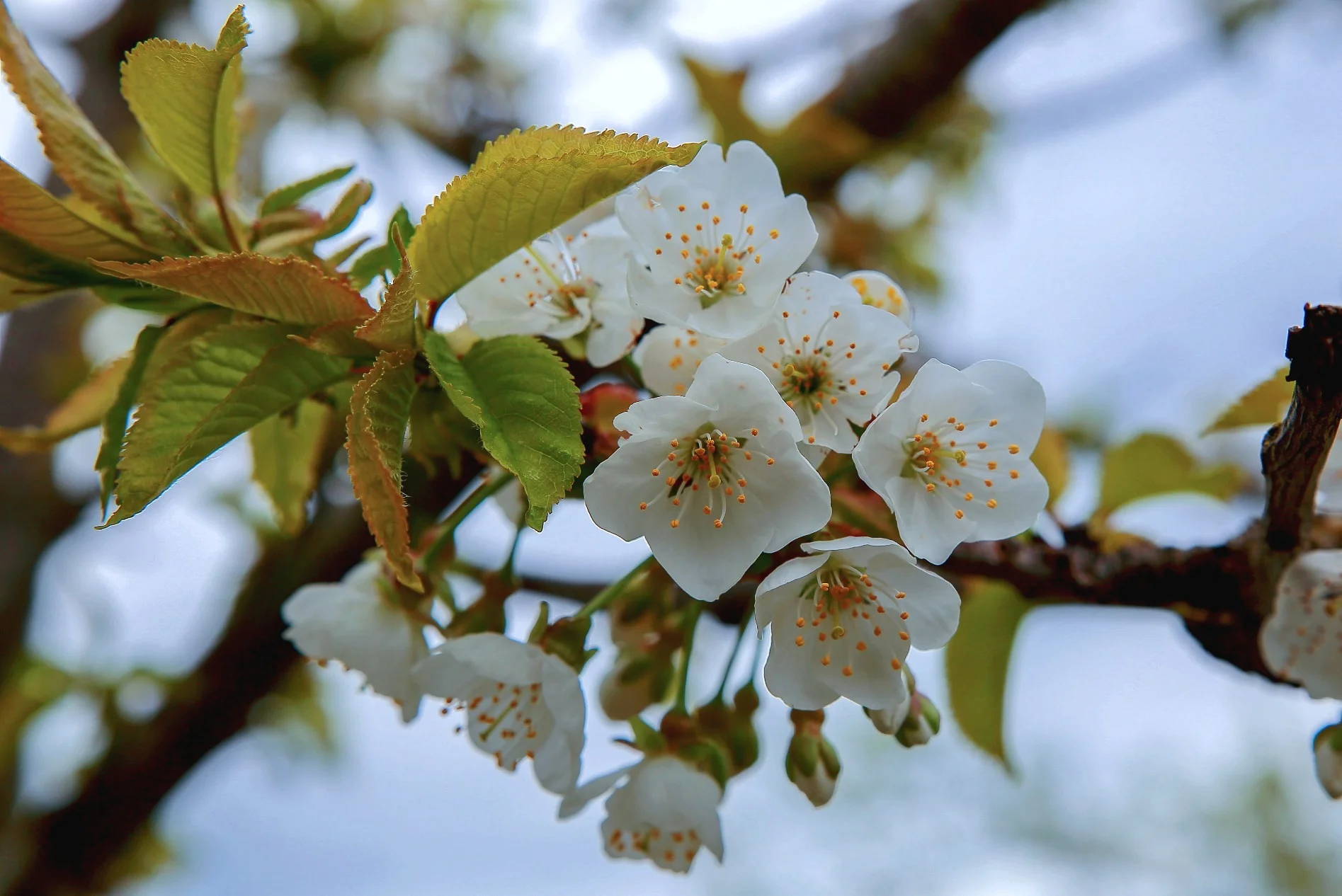 Canada,Blossom,138,-.JPG