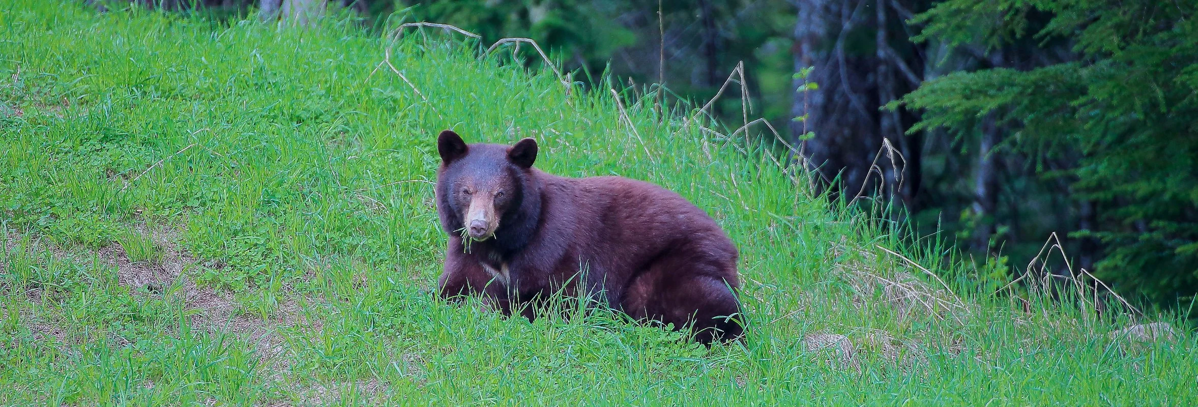 Canada,Brown Bear,113,-2.JPG