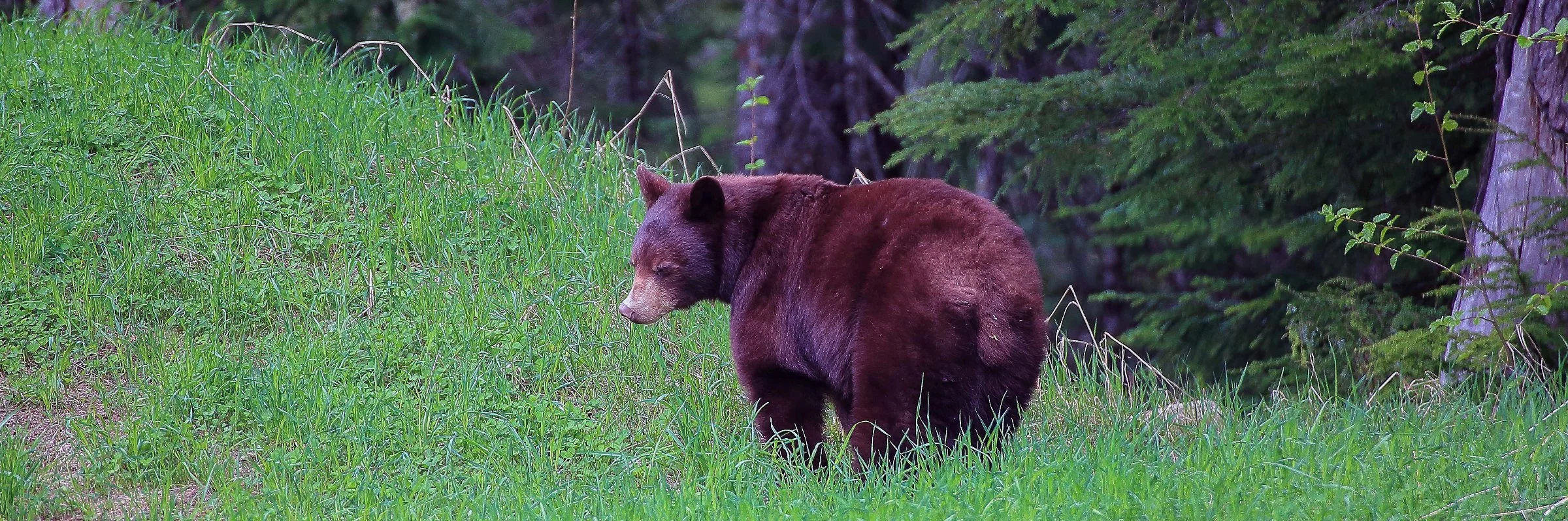 Canada,Brown Bear,105,-.JPG