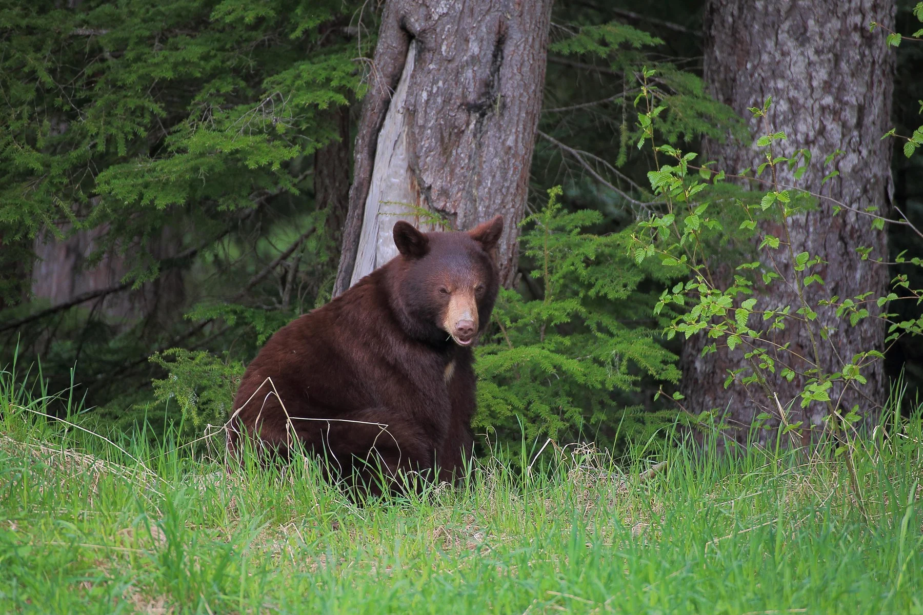 Canada,Brown Bear,119,-.JPG