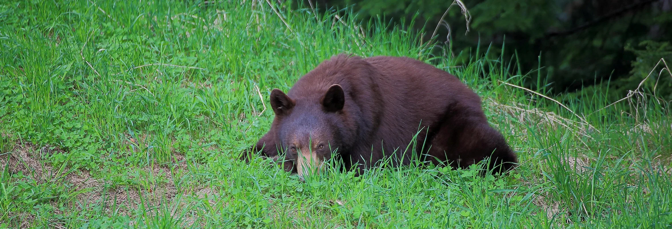 Canada,Brown Bear,115,-2.JPG